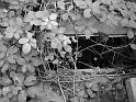 Autofriedhof - 219